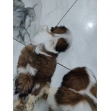 Filhotes De Shih Tzu