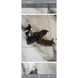 Filhotes De Shih Tzu