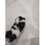 Filhotes De Shih Tzu