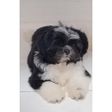 Filhotes De Shih Tzu