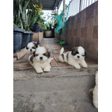 Filhotes De Shih Tzu