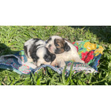 Filhotes De Shih Tzu