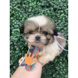 Filhotes De Shih Tzu