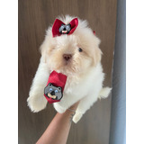 Filhotes De Shih Tzu