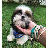 Filhotes De Shih tzu