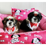Filhotes De Shih tzu