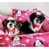 Filhotes De Shih tzu