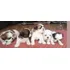 Filhotes De Shihtzu Macho