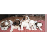 Filhotes De Shihtzu Macho