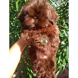 Filhotes De Shihtzu