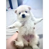 Filhotes De Spitz Alemão Com Pedigree