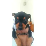 Filhotes Maravilhosos De Pinscher