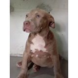 Filhotes Pit Bull Pit