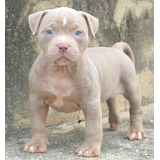 Filhotes Pitbull - Pit Monster - Cinza Com Olhos Azuis 