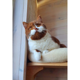 Filhotes Raca British Shorthair