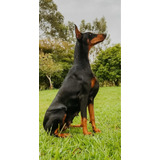 Filhotes Raros Dobermann Puros C/ Pedigree Disponveis 