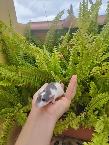 Filhotes Rato Twister Dumbo