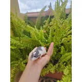 Filhotes Rato Twister Dumbo