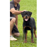 Filhotes Rottweiler  