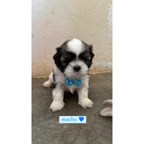 Filhotes Shih Tzu Puro