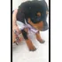 Filhotes Vacinados E Vermifugados De Pinscher Mini &
