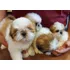 Filhotinhos Da Raça Shih Tzu Com Pedigree E Microchip *