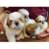 Filhotinhos Da Raca Shih