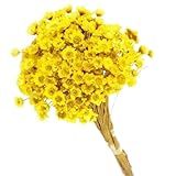 Flor Desidratada Sempre Viva