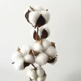 Flor Seca Decorativa Galho De Algodão Artificial Decorativo Cor Branco