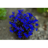Flores Lobelia Ficoide Onze