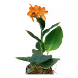Flores Para Jardim canna indica Monte Seu Kit 2 duas Und