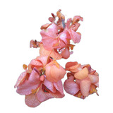 Flores Para Jardins canna
