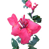 Flores Para Jardins canna indica Biri Vermelha Sbf g002