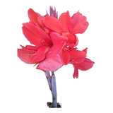 Flores Para Jardins canna indica Biri Vermelha Sbf g003