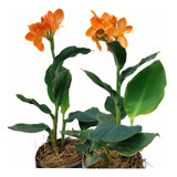 Flores Para Jardins canna indica Monte Seu Kit 3 Três Und 