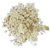 Florzinha Seca Mini Cor