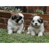 Fofura Lhasa Apso Machos