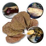 Folha De Amendoeira Castanheira