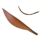 Folhas De Cacau Naturais  Galhos Secos  Feno  Folha Seca Dec