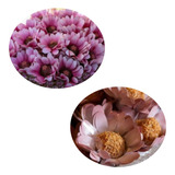 Forminhas Para Doces 50
