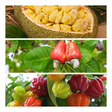 Frutiferas Caju