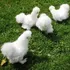 Galinha Peludinha Sedosa Japão Ovos Pintinho Galinhas