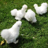 Galinha Peludinha Sedosa Japão Ovos Pintinho Galinhas