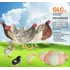 Galos Com 5 Meses De Idade  De Alta Linhagem  Raça Glc