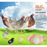 Galos Com 5 Meses De Idade  De Alta Linhagem  Raça Glc