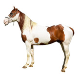 Garanhão Paint Horse Três Tambores
