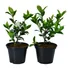Gardênia Perfumada   2 Arbustos 30cm Com Vaso Inclusa