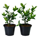 Gardenia Perfumada 2 Arbustos