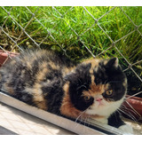 Gata Exotica Linda 