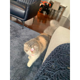 Gata Persia  